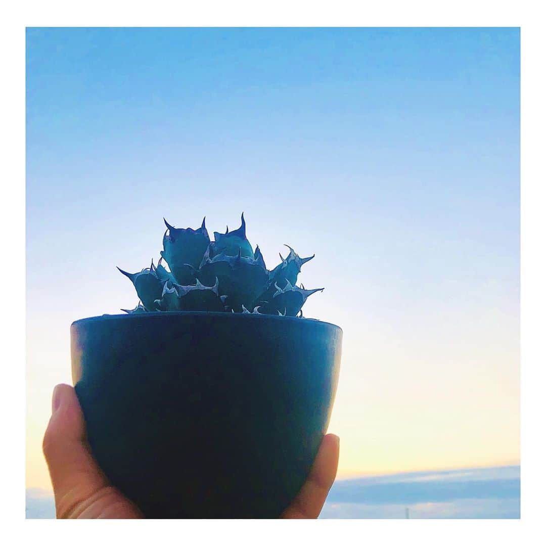 馬庭良介さんのインスタグラム写真 - (馬庭良介Instagram)「good  morning.  #アガベ #チタノタ #白鯨 #アガベチタノタ #agave  #titanota #hakugei #agavetitanota #多肉植物 #succulents #刺が力強い #ゆっくり成長するタイプ #じっくり付き合っていくタイプ #かっこいい #ずっとかっこいい #でも成長なかなか分からない #ボタニカルライフ #趣味 #園芸 #植物 #sky #tokyo #botanical #plants」10月27日 6時49分 - maniwa_ryosuke