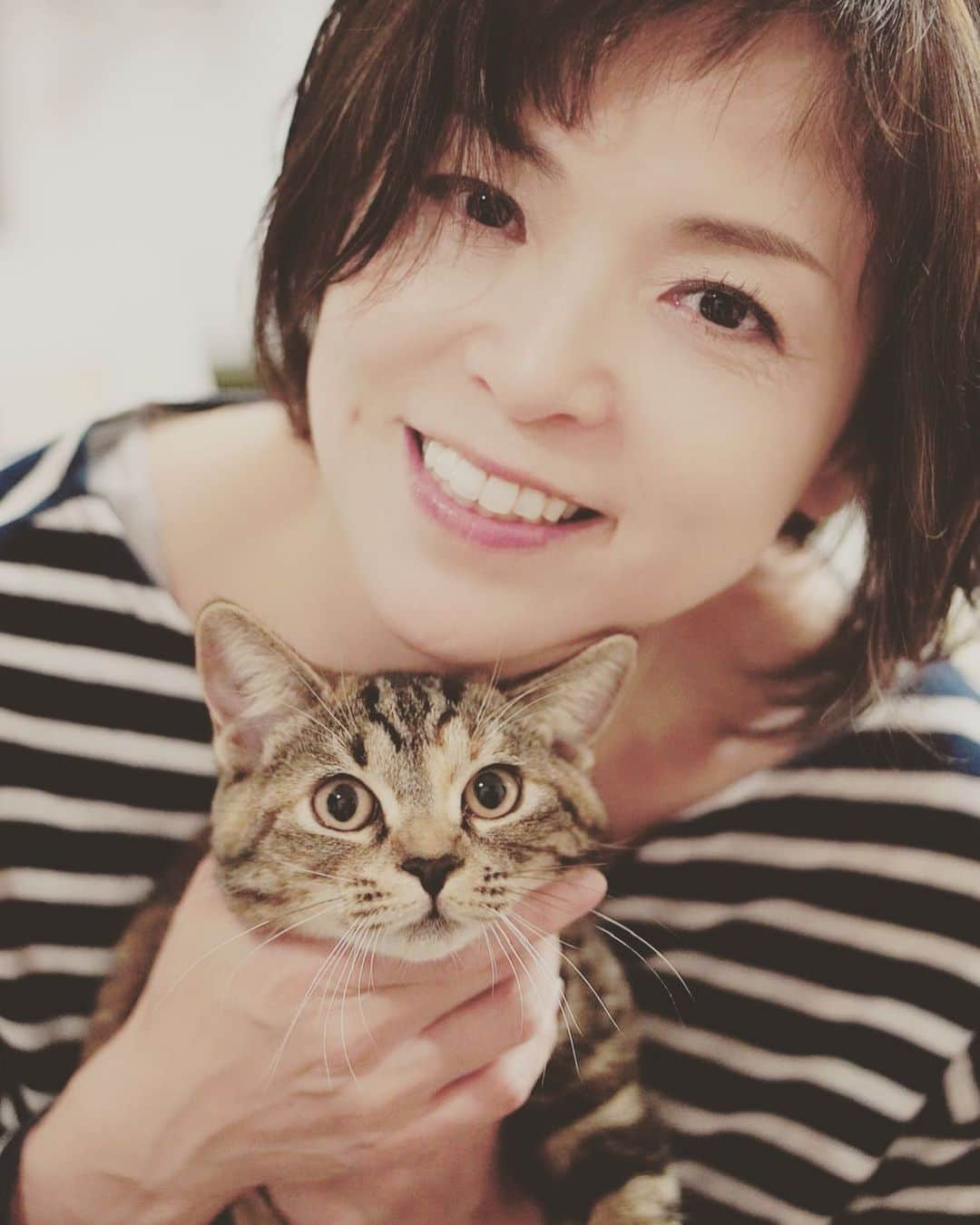 石原詢子さんのインスタグラム写真 - (石原詢子Instagram)「愛猫の「きなこ」 甘えん坊さんです。  #スコティッシュフォールド立ち耳 #愛猫 #石原詢子 #溺愛 #猫 #猫のいる暮らし #妹猫 #ブラウンパッチドタビー #可愛い子猫 #ねこ #ねこ部 #今日も１日 #頑張りましょうね」10月27日 7時01分 - junko_ishihara.official