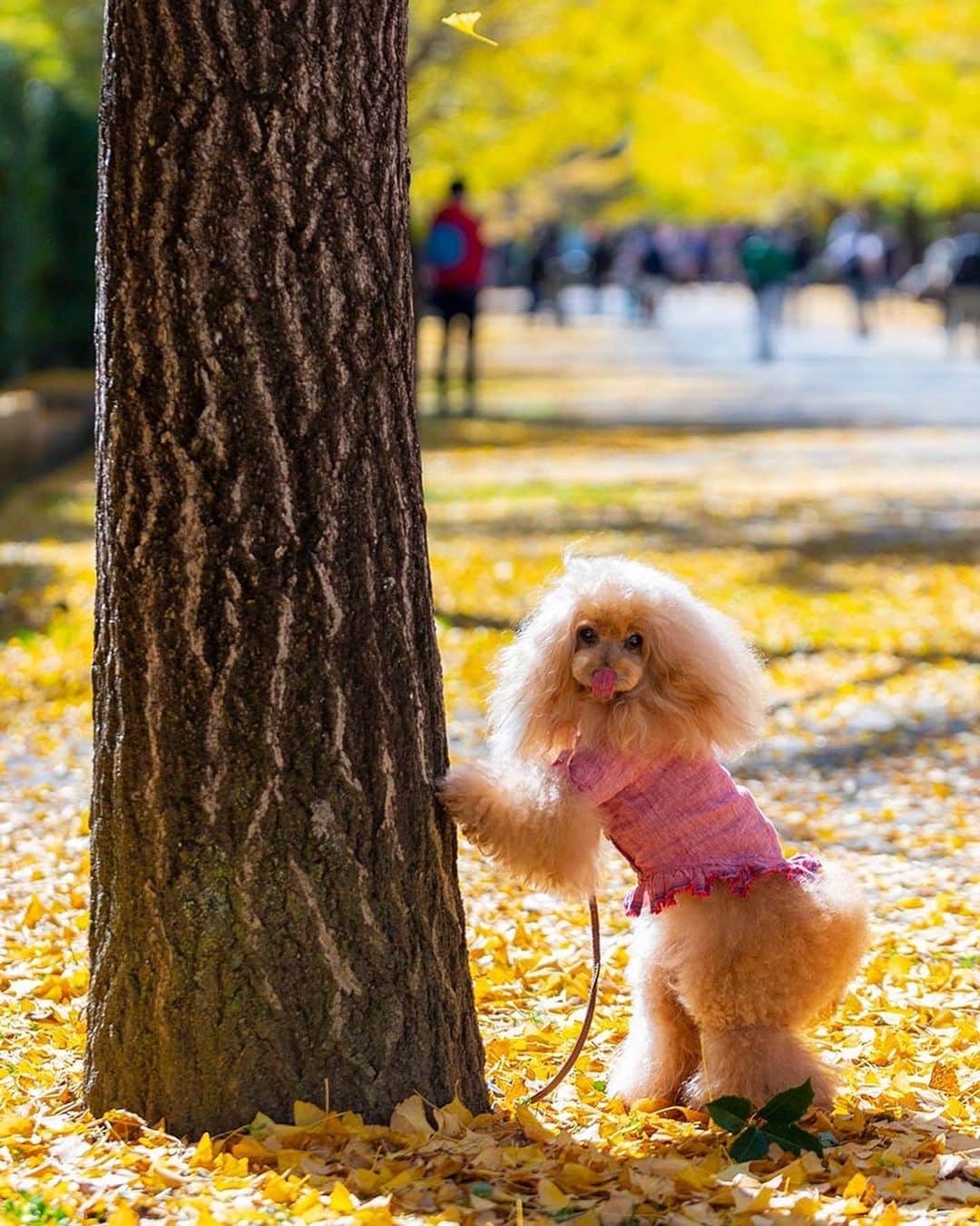 Toypoodle Mikuru?Asakusa Tokyoのインスタグラム：「20201027 Tuesday. Good morning! Friends ♥️ . このポーズ苦手なんです💦 . ❶ ペロン  ❷ スタイリング指導ちう ❸ ペロンの理由は木にオニクを付けました😂 . なめパパ ありがとうございます🥰 photographer @namecopapa  . 20201025 Sunday pic. 📍秩父ミューズパーク . #秩父ミューズパーク #銀杏並木 #紅葉」