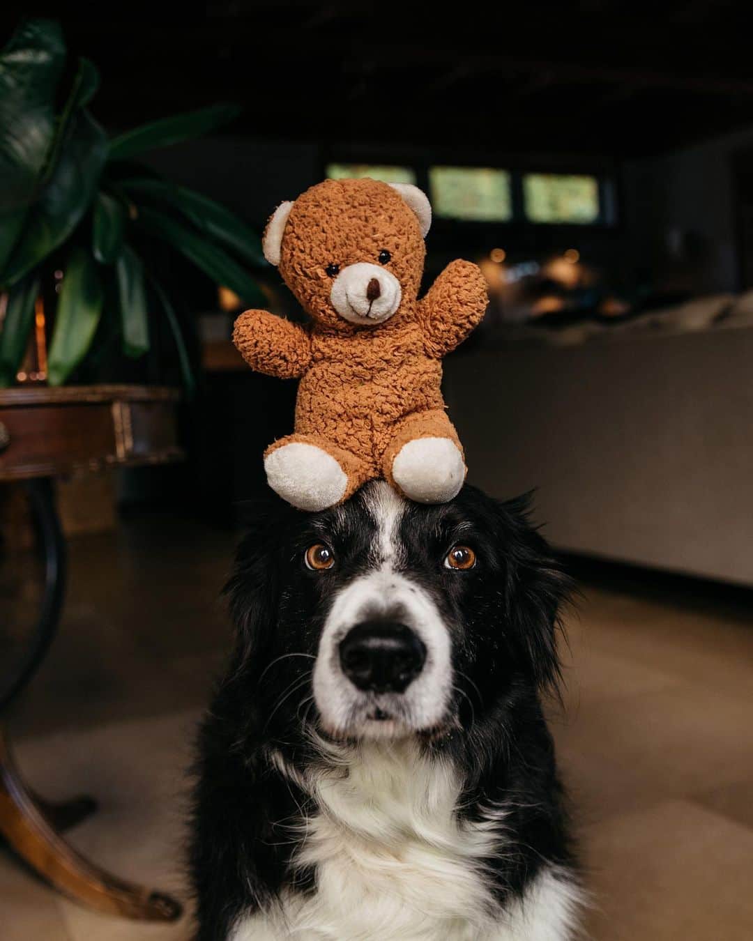 Andrew Knappのインスタグラム：「I’m really excited about my next children’s book. But in the meantime I want YOU to be a part of it. Comment below if you recognize this bear! This bear is hiding in almost every page of the first children’s book, and is in every page of the new book. This bear has never had a name and I want you to name it. The winning name will end up in the book and the winner will get a signed advance copy. And I know how excited your toddler will be about a signed book.   To enter, check my latest story and swipe up!」