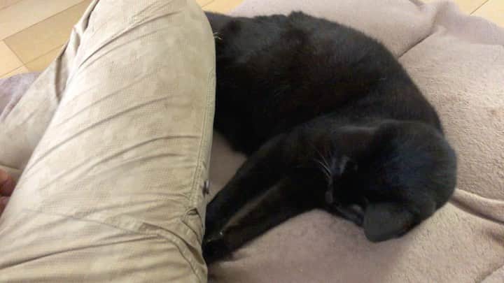 ホタテ＆クラム＆シラスのインスタグラム：「パンツのボタンが気になるねこ　#cat #neko #blackcat #猫 #ねこ #黒猫 #catstagram #instagram #instagramjapan #ig_japan #igersjp」