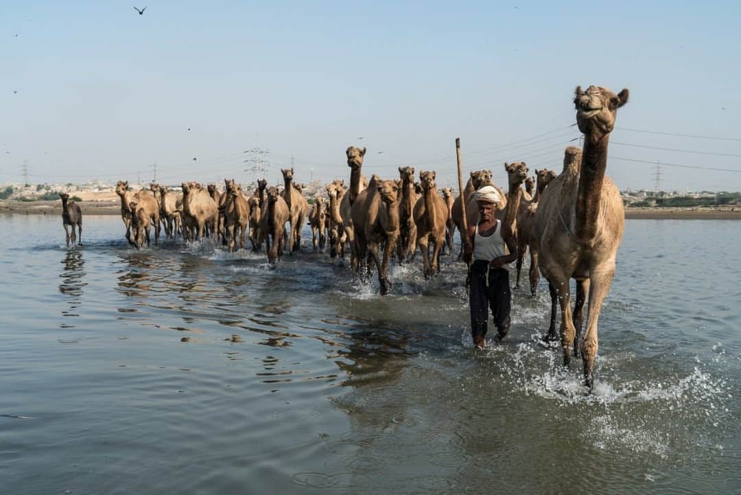 ナショナルジオグラフィックさんのインスタグラム写真 - (ナショナルジオグラフィックInstagram)「Photo by Brendan Hoffman @hoffmanbrendan / A herd of camels is led to graze on mangroves in the Indus River Delta in the village of Ibrahim Hyderi, near Karachi, Pakistan. With increasing withdrawals of water upstream, where agriculture is supported by a massive network of irrigation canals, little water these days flows all the way to the delta. As a result, traditional grazing areas for animals such as camels are disappearing. Follow me @hoffmanbrendan for more human stories from around the world. #camels #sindh #pakistan  Check out Nat Geo's link in bio for more on this story.」10月27日 7時35分 - natgeo