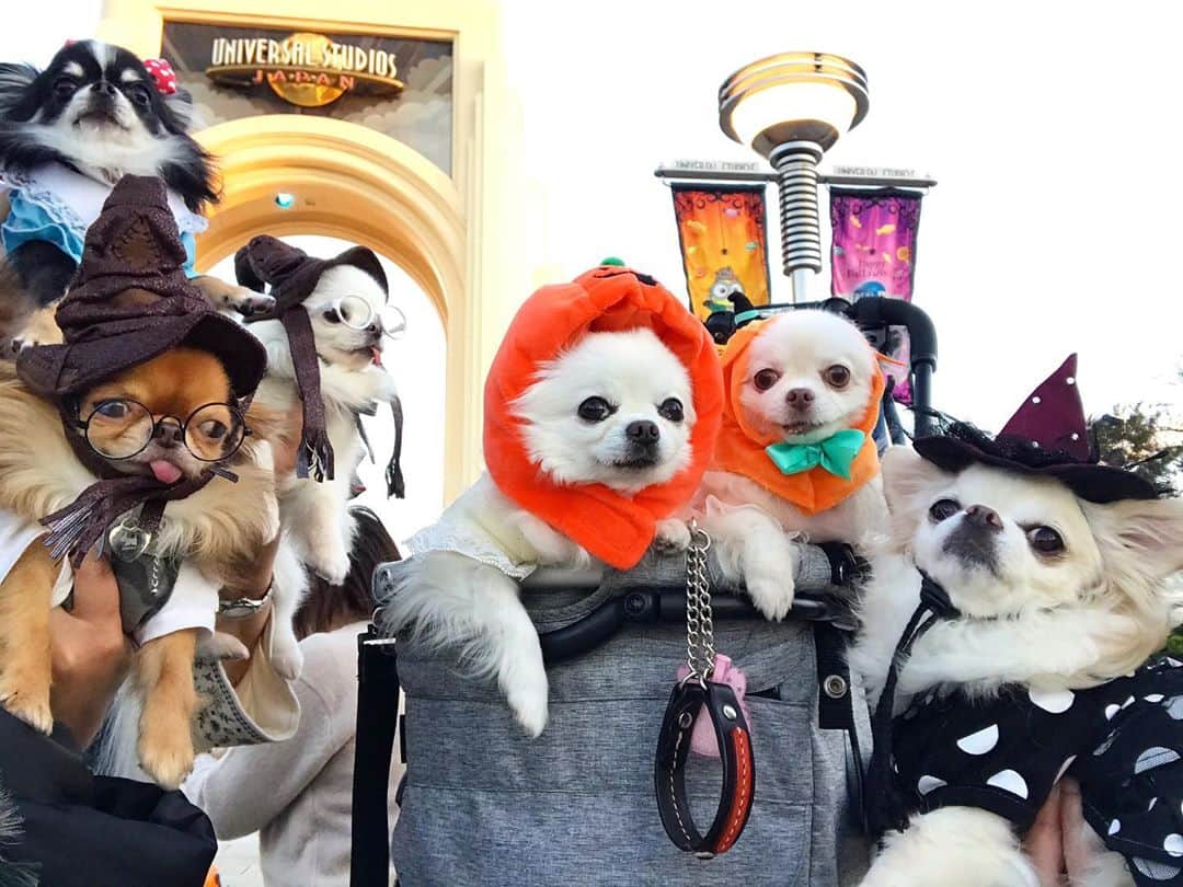 kayoのインスタグラム：「* * * ユニバ前にて🌏 * * 愉快なくりおさんと 大好きな仲間たち🐶🐶🐶🐶🐶🐶🐶❤️ * * * #chihuahua#chihuahualove#dogstgram#dog#instadog#チワワ#チワワ大好き * * *」