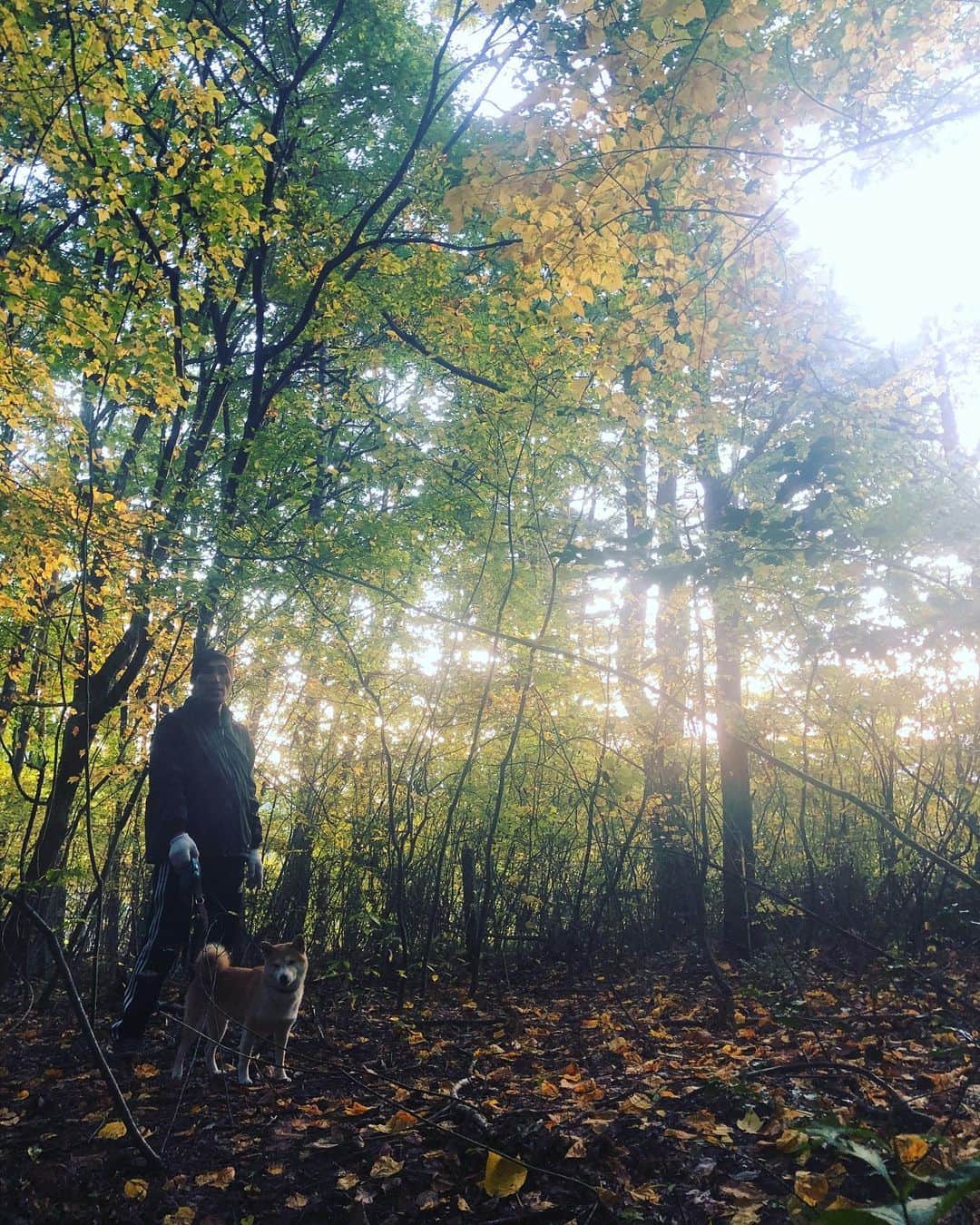 篠原信一のインスタグラム：「今日もいい天気☀️ だいぶ葉が色づいて来た🍁 #朝散歩 #山散歩」