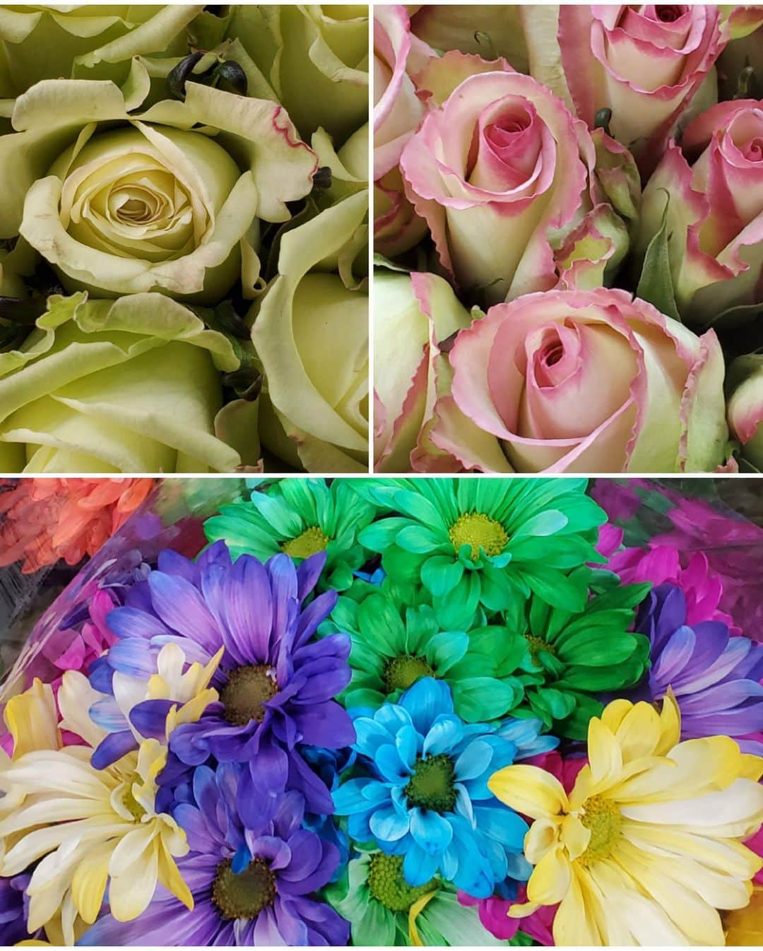 桃井かおりさんのインスタグラム写真 - (桃井かおりInstagram)「庭にバラ埋めつくす気で買ってきましたわーい❗ ついでにおばかなパンクな花束‼️笑えるから～ #la暮らし #まだまだおうち時間 #バラ🌹」10月27日 7時45分 - kaori_momoi