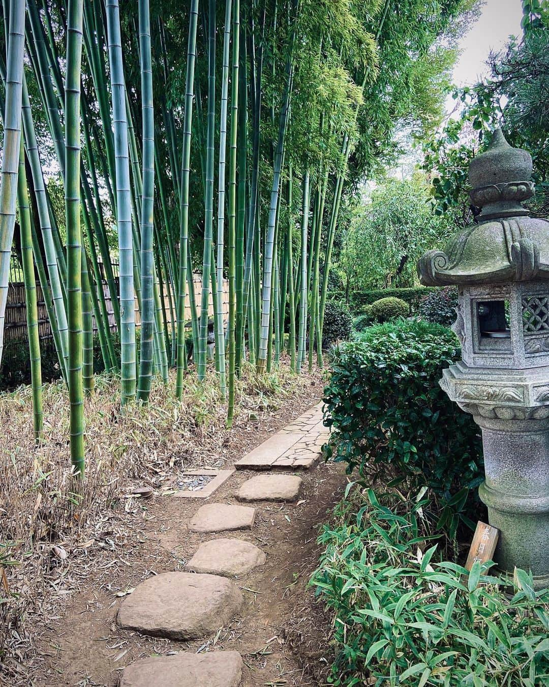 いけながあいみさんのインスタグラム写真 - (いけながあいみInstagram)「竹林をお散歩した時の🎋🎍✨  のんびり過ごせる日って幸せ♡  * *   Walking in a bamboo forest 🌳 🎍✨」10月27日 7時48分 - aimicat424