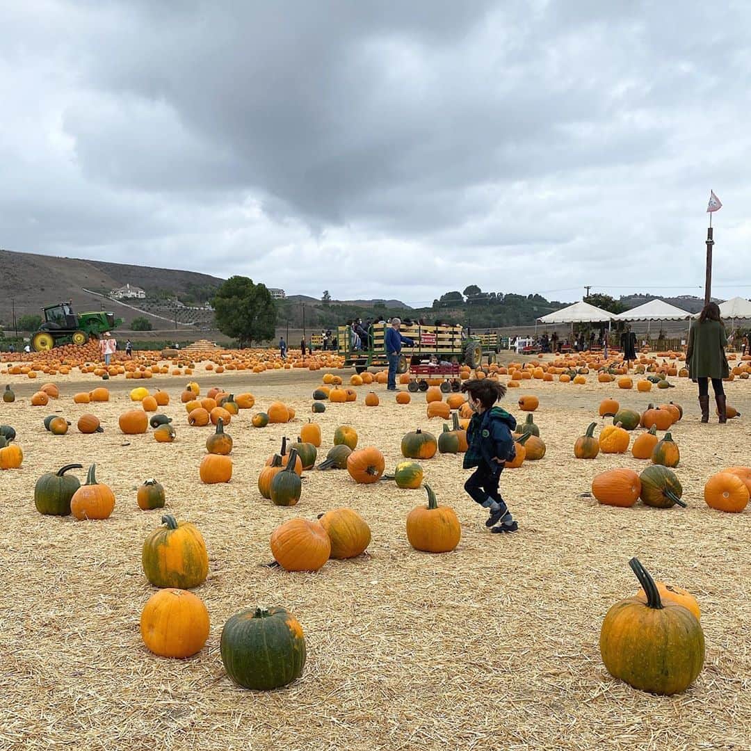 フリーディアのインスタグラム：「Happy National Pumpkin Day! Yes, it’s pumpkin day 🎃  #カボチャの日 #nationalpumpkinday #nationalpumpkinday🎃  #🎃 #underwoodfarms #underwoodfamilyfarms」