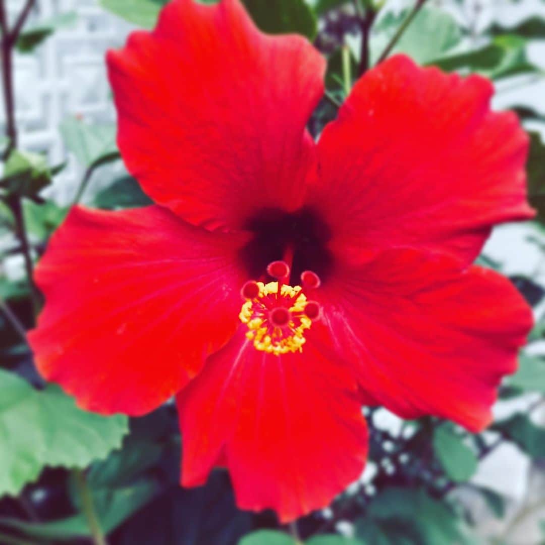 中野敬久さんのインスタグラム写真 - (中野敬久Instagram)「#flower #flowersoflife #hope #red #vivid」10月27日 7時50分 - hirohisanakano