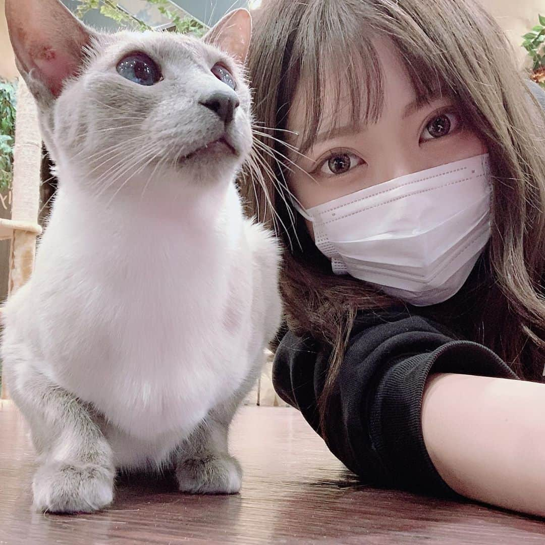 田中めいさんのインスタグラム写真 - (田中めいInstagram)「みるくたん🐈  #猫カフェ#シャム#シャム猫」10月27日 7時59分 - meicat__meow