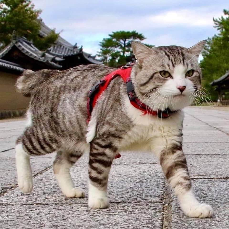 Nyankichi Noranekoさんのインスタグラム写真 - (Nyankichi NoranekoInstagram)「柿くへば 鐘が鳴るなり 法隆寺😀  在法隆寺停下來之後，在茶店吃柿時，剛好法隆寺的鐘聲響起，我感受到秋天的迴響😀  After stopping at Horyuji (Horyu Temple), eating persimmon at the Tea shop, meanwhile, the bell of Horyuji has just rang, I felt the echo of Autumn 😀  #猫 #cat #고양이 #แมว #貓 #кошка #wats #chat #ニャンスタグラム #gato #catsofinstagram #ねこ部 #旅猫 #cats #aso #japan #猫写真 #ねこ #seekor #ネコ #kitty #パトロール #kucing #kucinglucu #法隆寺 #奈良 #世界遺産」10月27日 8時05分 - noraneko_nyankichi