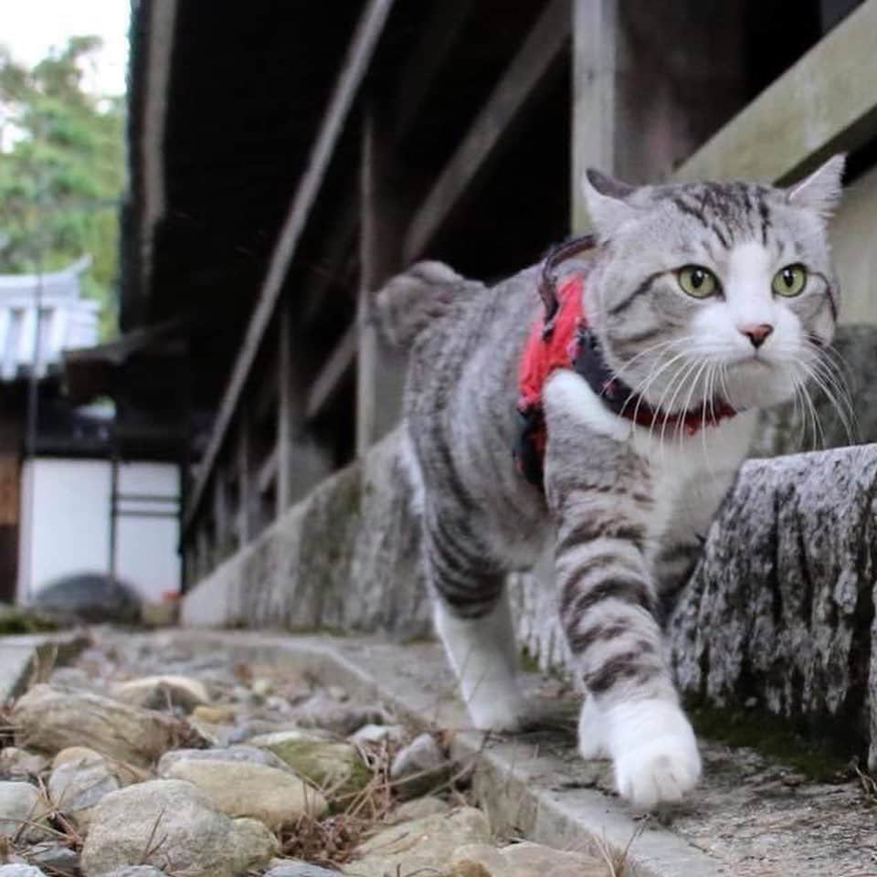 Nyankichi Noranekoさんのインスタグラム写真 - (Nyankichi NoranekoInstagram)「柿くへば 鐘が鳴るなり 法隆寺😀  在法隆寺停下來之後，在茶店吃柿時，剛好法隆寺的鐘聲響起，我感受到秋天的迴響😀  After stopping at Horyuji (Horyu Temple), eating persimmon at the Tea shop, meanwhile, the bell of Horyuji has just rang, I felt the echo of Autumn 😀  #猫 #cat #고양이 #แมว #貓 #кошка #wats #chat #ニャンスタグラム #gato #catsofinstagram #ねこ部 #旅猫 #cats #aso #japan #猫写真 #ねこ #seekor #ネコ #kitty #パトロール #kucing #kucinglucu #法隆寺 #奈良 #世界遺産」10月27日 8時05分 - noraneko_nyankichi