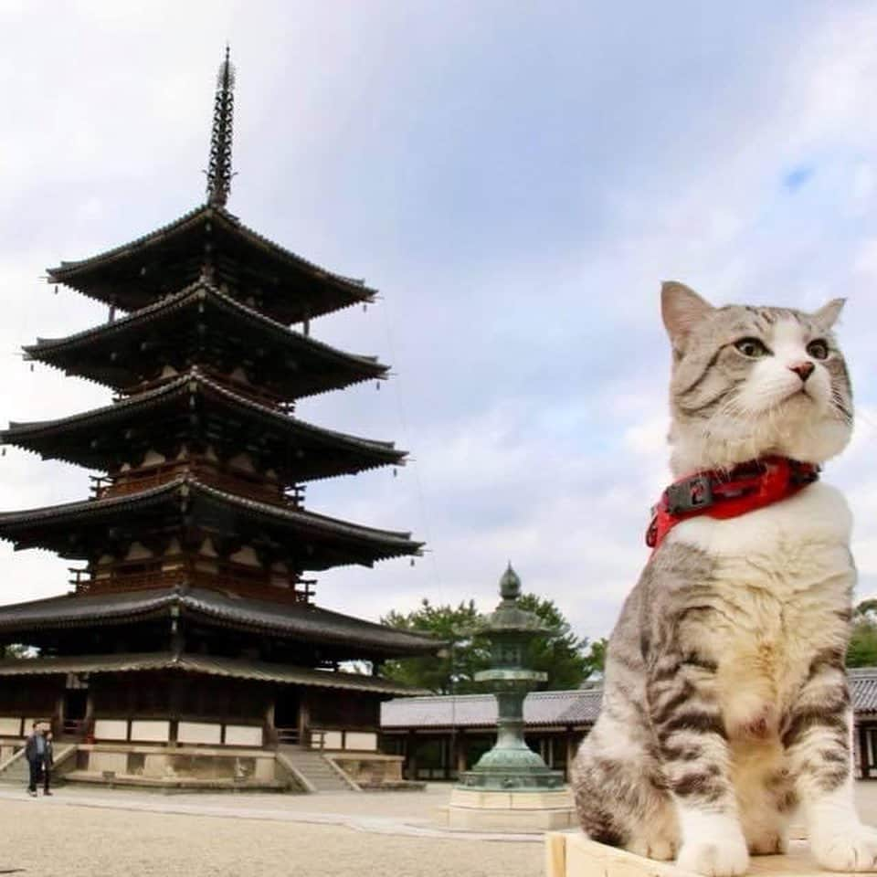 Nyankichi Noranekoさんのインスタグラム写真 - (Nyankichi NoranekoInstagram)「柿くへば 鐘が鳴るなり 法隆寺😀  在法隆寺停下來之後，在茶店吃柿時，剛好法隆寺的鐘聲響起，我感受到秋天的迴響😀  After stopping at Horyuji (Horyu Temple), eating persimmon at the Tea shop, meanwhile, the bell of Horyuji has just rang, I felt the echo of Autumn 😀  #猫 #cat #고양이 #แมว #貓 #кошка #wats #chat #ニャンスタグラム #gato #catsofinstagram #ねこ部 #旅猫 #cats #aso #japan #猫写真 #ねこ #seekor #ネコ #kitty #パトロール #kucing #kucinglucu #法隆寺 #奈良 #世界遺産」10月27日 8時05分 - noraneko_nyankichi