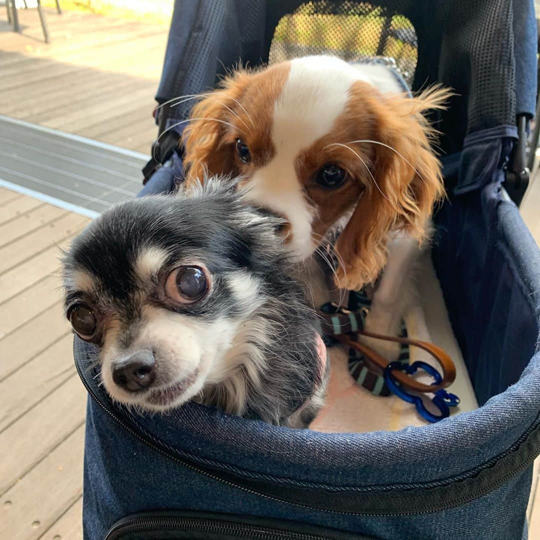 のインスタグラム：「先日の子犬のレアちゃんとのお散歩🐶🐶💕 ふたりの写真を撮るのに、 レアちゃんのバギーにルーナも入れさせて貰ったら、 1枚目のクンクンされた後にルーナが怒って、 (写真の顔が既に怒り気味😅) その後からずっとレアちゃん後ろの方でちょこんとお座りしていました😂 レアちゃんごめんね💦 だけど、困った表情がたまらなく可愛い❣️ 歩く時は、仲良く出来たね！ レアちゃん可愛い過ぎた🥰 また行こうね💖  #お散歩 #チワワ #chihuahua  #キャバリア #cabaria」