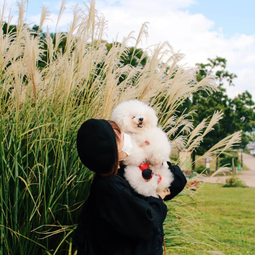ゆうのインスタグラム：「. . ススキ🌾は背が高いねー。 ご機嫌アーニーさんとの 写真を撮ってもらいました❤️ . . . #いつもありがとう📷 #アーニーさん笑っとるシリーズ . . . .」