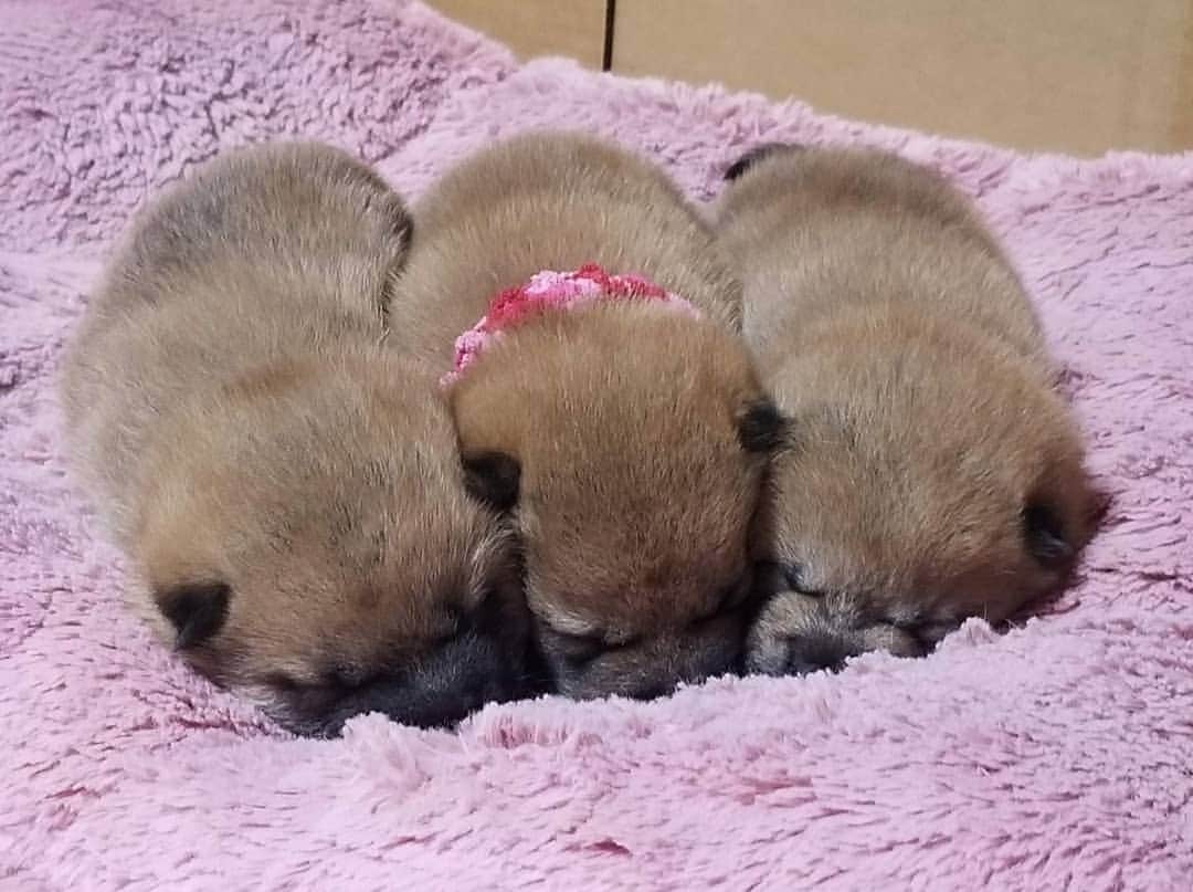 柴犬たま Shibainu Tamaのインスタグラム