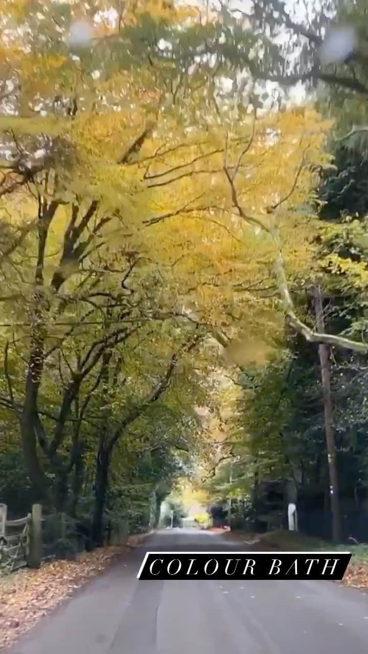 JO BAKERのインスタグラム：「The trees become skeletal and their gold falls to the ground.... #colourbath #colorbath #colourtherapy #colortherapy #naturesbeauty #fall #trees #autumn #🇬🇧 #chopin」