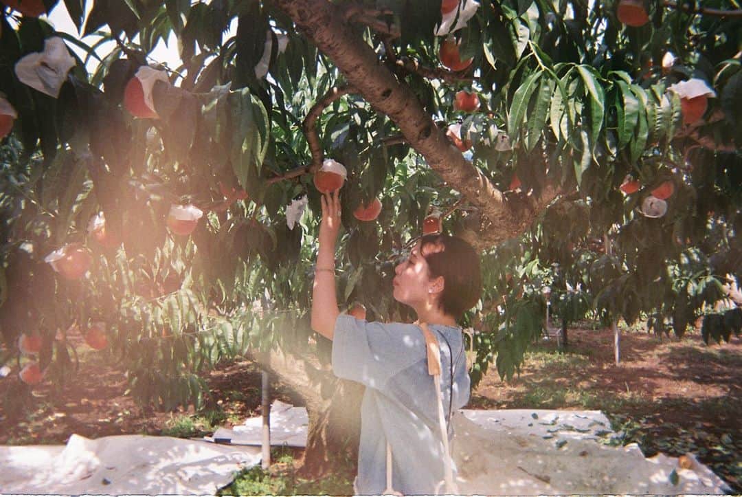 宮本侑芽さんのインスタグラム写真 - (宮本侑芽Instagram)「桃狩りした時のいい写真。 顔が渋いのは まだ渋い桃だったからです🍑 果物狩りって楽しいよね。  #宮本侑芽」10月27日 17時58分 - miyamotoyume