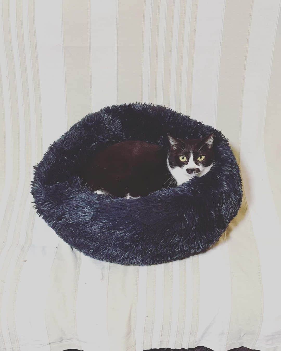 もじゃころのインスタグラム：「今日の巣ごもりP🐣  今日はジャイアンばんどぅが病院で一泊なので、みんな伸び伸びと過ごしています。  ばんどぅは無事手術が終わったとのことで、もう麻酔から覚めて大人しくしているようです🥺今晩病院でひとりぼっちかと思うと可哀想で可哀想で😭😭😭 明日朝一で迎えに行くからねばんどぅ‼️  性格が大人しい子に変わっていますように…性格が大人しい子に変わっていますように…🙏🙏🙏  #早く帰ってきてほしいのは私だけ🥺  #チョッチュ具志コロペッペ  #坂東玉隠しシャシャ丸」