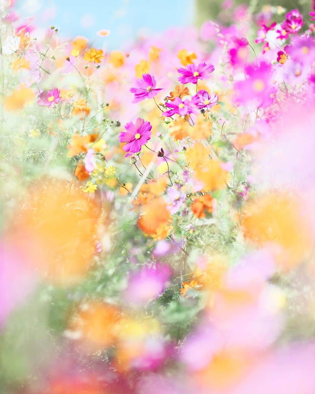 kiccyomuのインスタグラム：「☁️ 2020.10.27 Tue #あけぼの山農業公園 #コスモス 🌸が ミックスで綺麗でした😊 風が強くて大変だったけど😅 #心に花を  明日も元気に🤗  location #千葉 📷撮影 2020年10月25日」