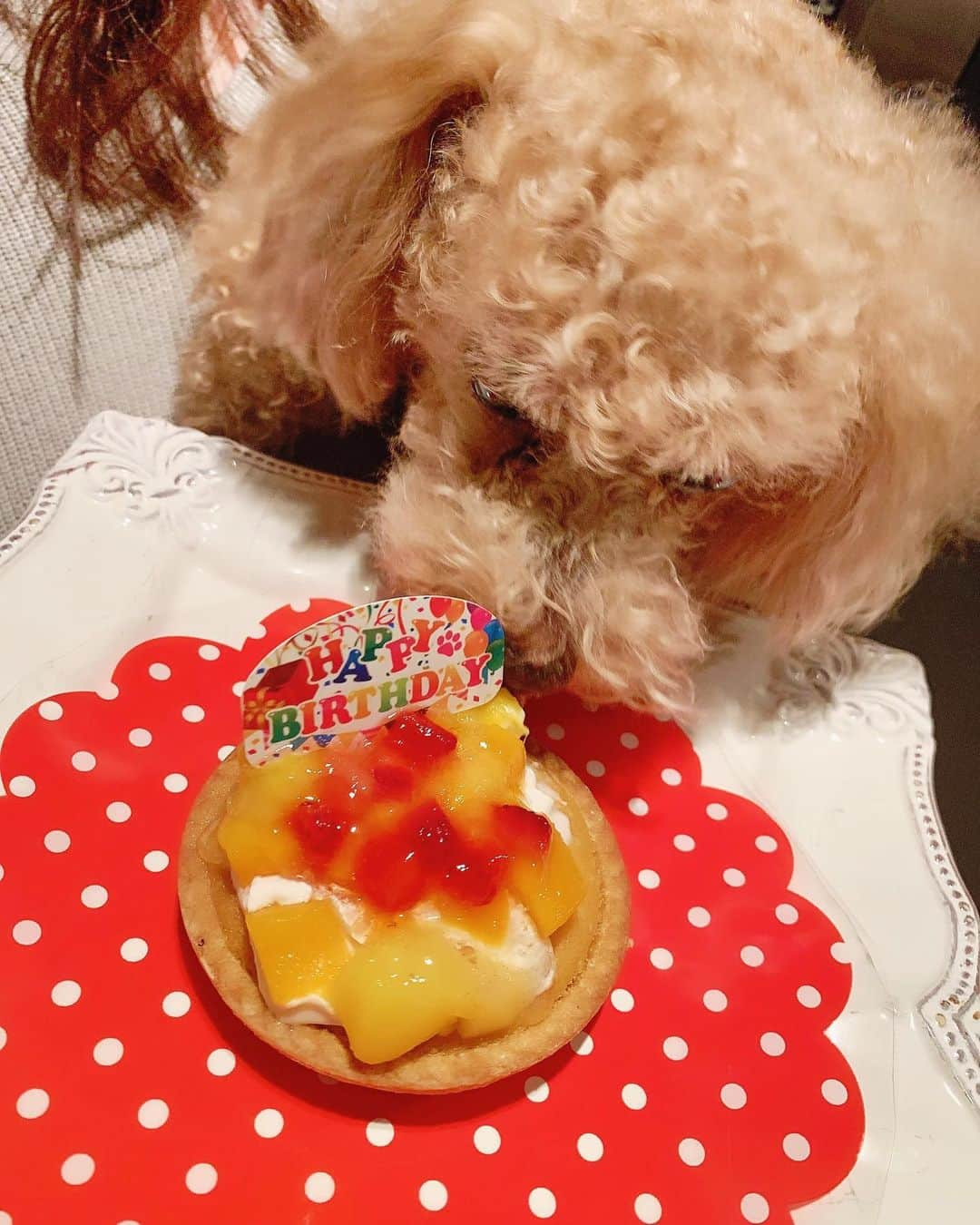 神志那結衣さんのインスタグラム写真 - (神志那結衣Instagram)「✳︎ 10月26日 大吉の13歳のお誕生日でした🎂🎉 犬用のフルーツタルトケーキでお祝いしたんやけど 多分人間も食べれるレベルで 良い匂いした…♡ 13歳ってもうおじちゃんやけど 私にとってはずぅぅっと可愛い弟の赤たんだよ👶🏻 #大吉　#誕生日　#13歳　#犬　#トイプードル　#おめでとう　#犬用ケーキ　#タルトケーキ　#ケーキ　#101」10月27日 18時48分 - jiina27