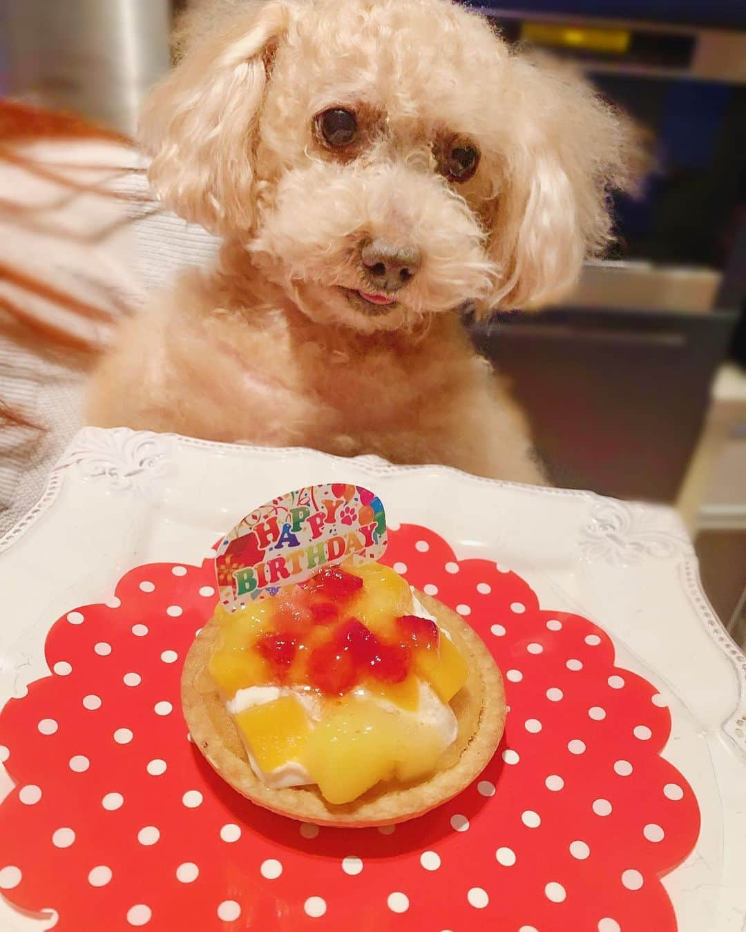 神志那結衣さんのインスタグラム写真 - (神志那結衣Instagram)「✳︎ 10月26日 大吉の13歳のお誕生日でした🎂🎉 犬用のフルーツタルトケーキでお祝いしたんやけど 多分人間も食べれるレベルで 良い匂いした…♡ 13歳ってもうおじちゃんやけど 私にとってはずぅぅっと可愛い弟の赤たんだよ👶🏻 #大吉　#誕生日　#13歳　#犬　#トイプードル　#おめでとう　#犬用ケーキ　#タルトケーキ　#ケーキ　#101」10月27日 18時48分 - jiina27