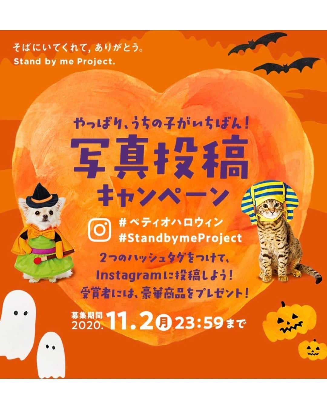 Petioさんのインスタグラム写真 - (PetioInstagram)「HALLOWEEN📷🎃👻 やっぱり、うちの子がいちばん！ 写真投稿キャンペーン開催中📢 ・ --------------------------- 今回ステキな投稿をしてくれたのは♡ @coco2017belle2019 さん Special Thanks🧛‍♂️💜💜💜 --------------------------- ・ ▼ キャンペーン概要 キャンペーンハッシュタグ #ペティオハロウィン と #StandbymeProject をつけて仮装したうちの子の写真を投稿してね📷 投稿された写真の中から抽選で世界に1つだけの「うちの子オリジナルアクリルフォト」やPetio BOXをプレゼント🎁 ・ さらに！！ 今年は、キャプション（投稿文）に、「おうち時間や新しい日常で感じたペットへの感謝の想い」を書くと当選確率アップ！✨ ・ たくさん投稿してステキなプレゼントをGETしよう✊😆 ・ ●応募方法 1️⃣Petio公式Instagramアカウント[ @petio_ ]をフォロー！ 2️⃣キャンペーンハッシュタグ #ペティオハロウィン #StandbymeProject をつけて、仮装したかわいいうちの子写真を投稿📷  ・ ●応募締め切り 2020年11月2日(月) 23:59まで ・ ・ ▼詳しくはこちらかプロフィールからご確認ください💁‍♀️ https://www.petio.com/campaign/uchinoko2020/halloween/ ・ みなさんのたくさんのご応募お待ちしていますっ🐶📷🐱♡ ・ ・ #ペティオ #petio  #写真投稿キャンペーン #キャンペーン#campaign  #ハロウィン #halloween  ・ #ペティオハロウィン を付けて投稿してくれると @petio_ で紹介されるかも🤗」10月27日 18時42分 - petio_