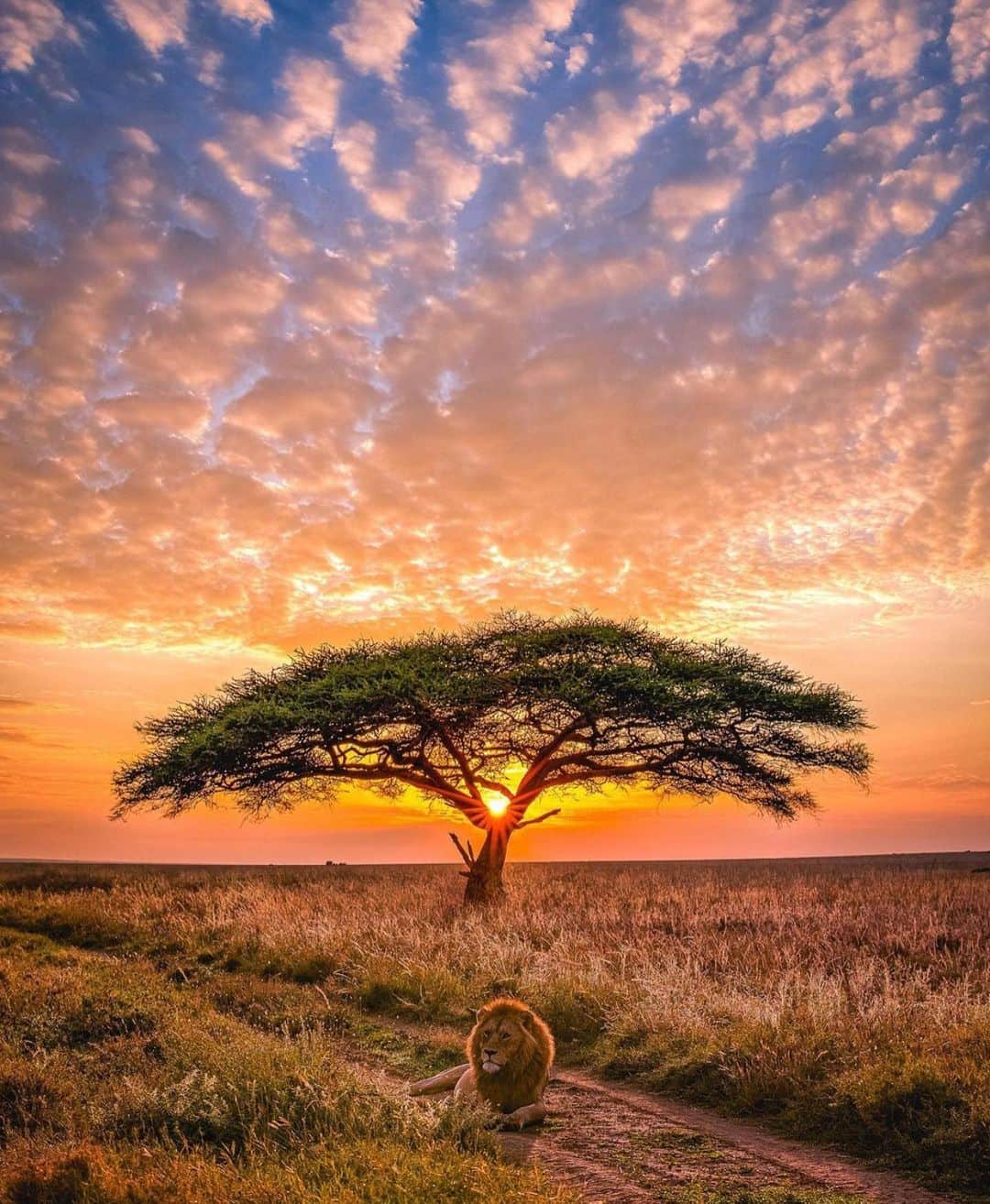 Canon Photographyさんのインスタグラム写真 - (Canon PhotographyInstagram)「Sunset on safari, who has this on their bucket list?  Photography // @agpfoto  Curated by @henry.nathan  #safari #lion #sunset #gamedrive #africa #clouds」10月27日 18時44分 - cpcollectives