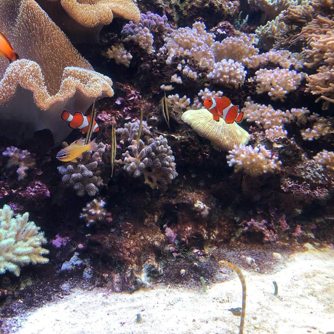 日下部愛菜さんのインスタグラム写真 - (日下部愛菜Instagram)「水族館デート🐟♡ 相手はもちろん @seiji_0007 !🐈 . . . 新潟市にあるマリンピアだよ〜！ . #水族館 #新潟 #マリンピア」10月27日 18時59分 - aina_kusakabe