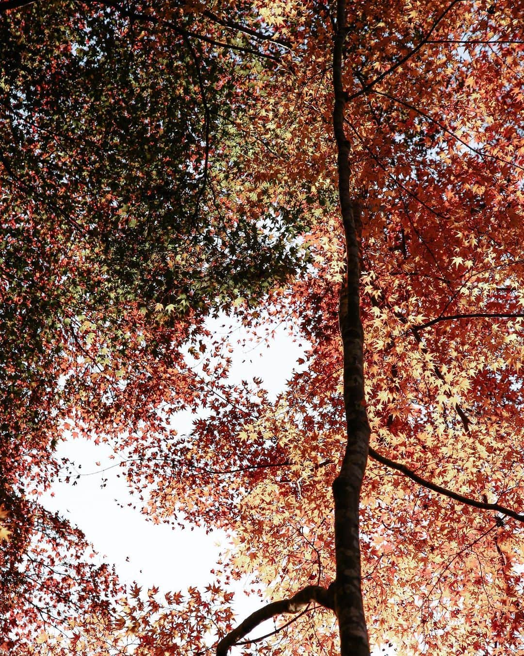 haru wagnusさんのインスタグラム写真 - (haru wagnusInstagram)「秋、滲む ㅤㅤㅤㅤㅤㅤㅤㅤㅤㅤㅤㅤㅤ ㅤㅤㅤㅤㅤㅤㅤㅤㅤㅤㅤㅤㅤ #carlzeissplanar100mm」10月27日 19時09分 - wagnus