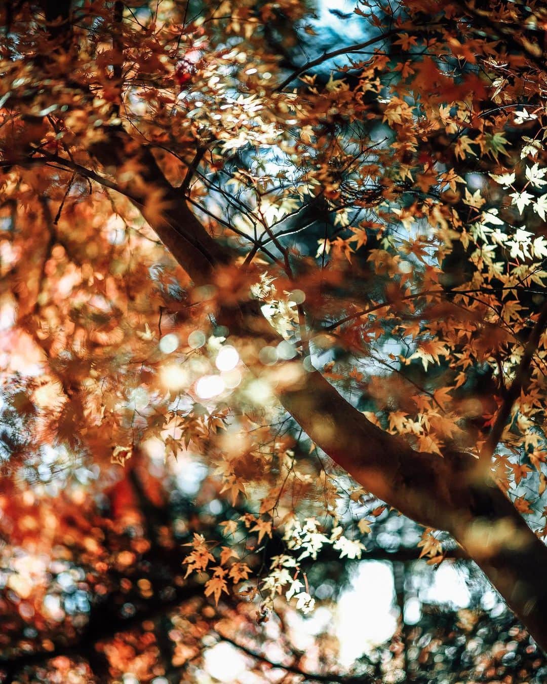 haru wagnusのインスタグラム：「秋、滲む ㅤㅤㅤㅤㅤㅤㅤㅤㅤㅤㅤㅤㅤ ㅤㅤㅤㅤㅤㅤㅤㅤㅤㅤㅤㅤㅤ #carlzeissplanar100mm」