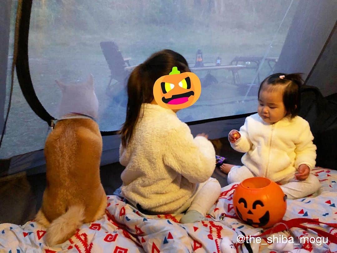 Moguのインスタグラム：「. ハロウィンキャンプをしたなの。 #飼い主を待つ犬 I'm waiting for my dad. . @the_shiba_mogu  #柴犬 #shibainu #shiba#赤柴 #redshiba#犬 #dog#しばいぬ#nannydog#犬と子供#子供と犬#柴犬と子供#柴#赤ちゃんと犬#犬と赤ちゃん#柴犬と赤ちゃん#赤ちゃんと柴犬#柴犬のいる暮らし#子守犬」