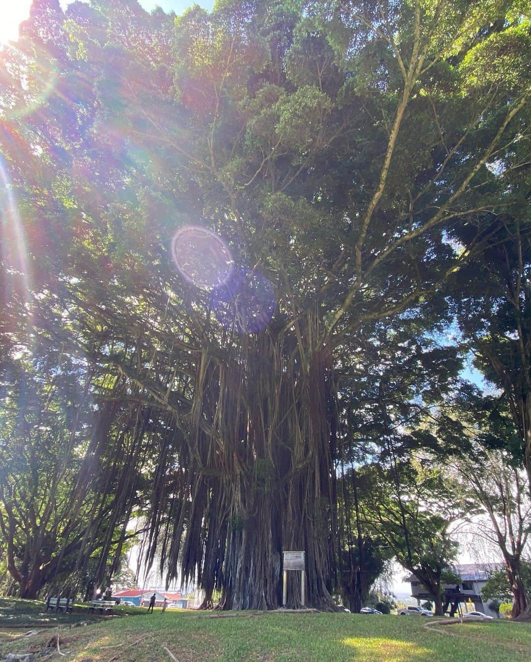 祐真キキさんのインスタグラム写真 - (祐真キキInstagram)「Goddesses🌳  #Hilo#bigisland#luckytolivehawaii  #trees#goddess#luckywelivehawaii」10月27日 10時24分 - kikisukezane