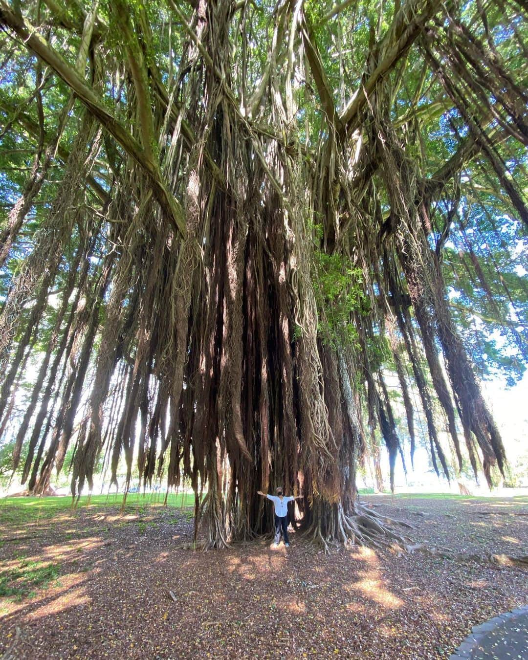 祐真キキさんのインスタグラム写真 - (祐真キキInstagram)「Goddesses🌳  #Hilo#bigisland#luckytolivehawaii  #trees#goddess#luckywelivehawaii」10月27日 10時24分 - kikisukezane
