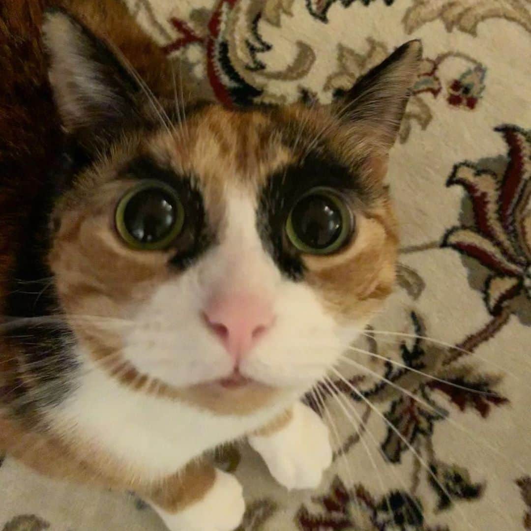リリーのインスタグラム：「Anyone need a hug after today?  . . . . . . #lillycrazyeyes #mood #catsofinstagram #9gag #calico #instacat #meowstagram #meow #meowdel #instacalico #calico #monday #crazyeyes #sassy #notimpressed #mondaymood #eyes #hug #hugs」