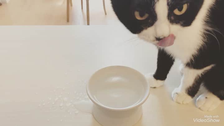 こむぎのインスタグラム：「* 名前：妖怪はしなめ 特徴：猫用の飲み水の周りをビシャビシャにする、特に害はない、猫に似ている、可愛い  ハロウィンの季節なので曲は遊んでみました😂 この妖怪ちゃんが現れるといつも飲み水の周りがビシャビシャなので、それをみて可愛いなぁとホッこりしています☺️  他のところは下に布を敷いたりしていますが、妖怪はしなめが出る他のお家の方は対策どうされてますか？🤔  小柄でとっても可愛い妖怪ちゃん(てなちゃん)里親様募集中です🤗✨ #里親募集 #里親募集中 #岐阜 #愛知 #三重 #遠方要相談 #岐阜多頭崩壊レスキュー」