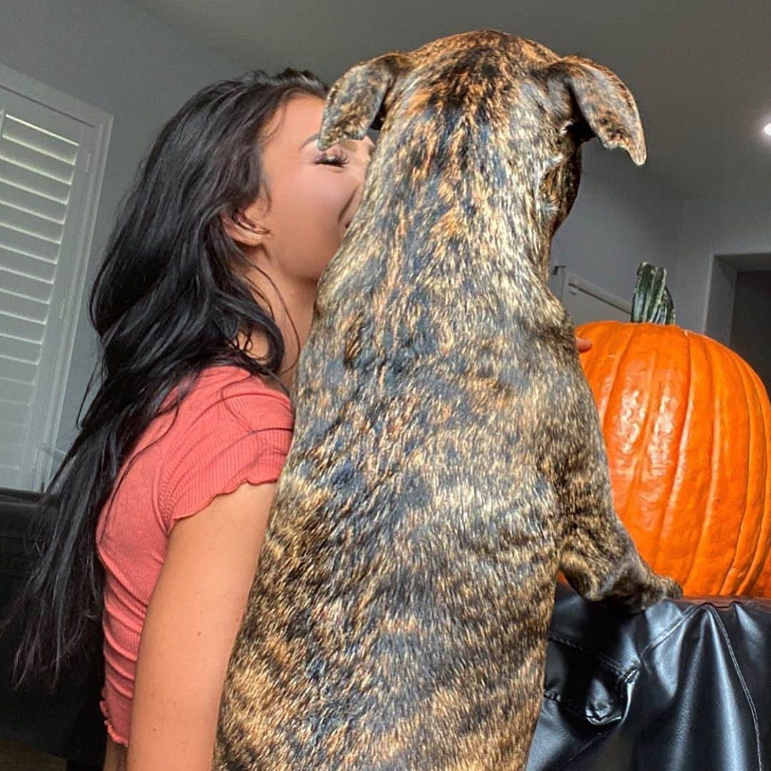 Kelly Clelandさんのインスタグラム写真 - (Kelly ClelandInstagram)「It is pumpkin decorating time and I got a special request ...🐾 #thattimeofyear #fall #pumpkin #decorating #carving #specialrequest #puppylove #brindle #consultant #puppyghost #wehavefun」10月27日 11時03分 - kellyacleland4
