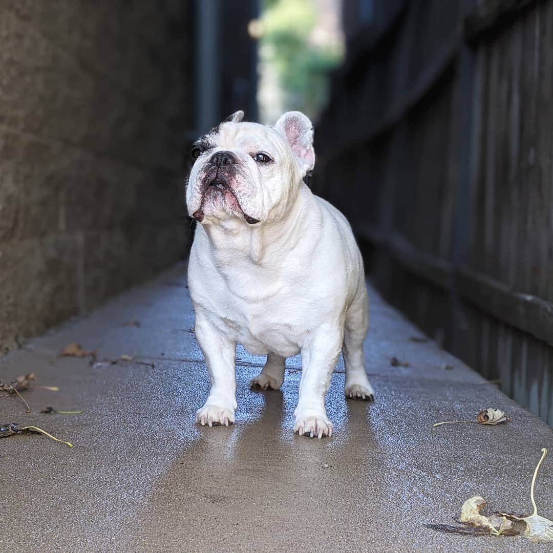 Manny The Frenchieさんのインスタグラム写真 - (Manny The FrenchieInstagram)「I heard it snowed this morning. I didn't see it, but I'm not happy about it! 😠」10月27日 11時13分 - manny_the_frenchie