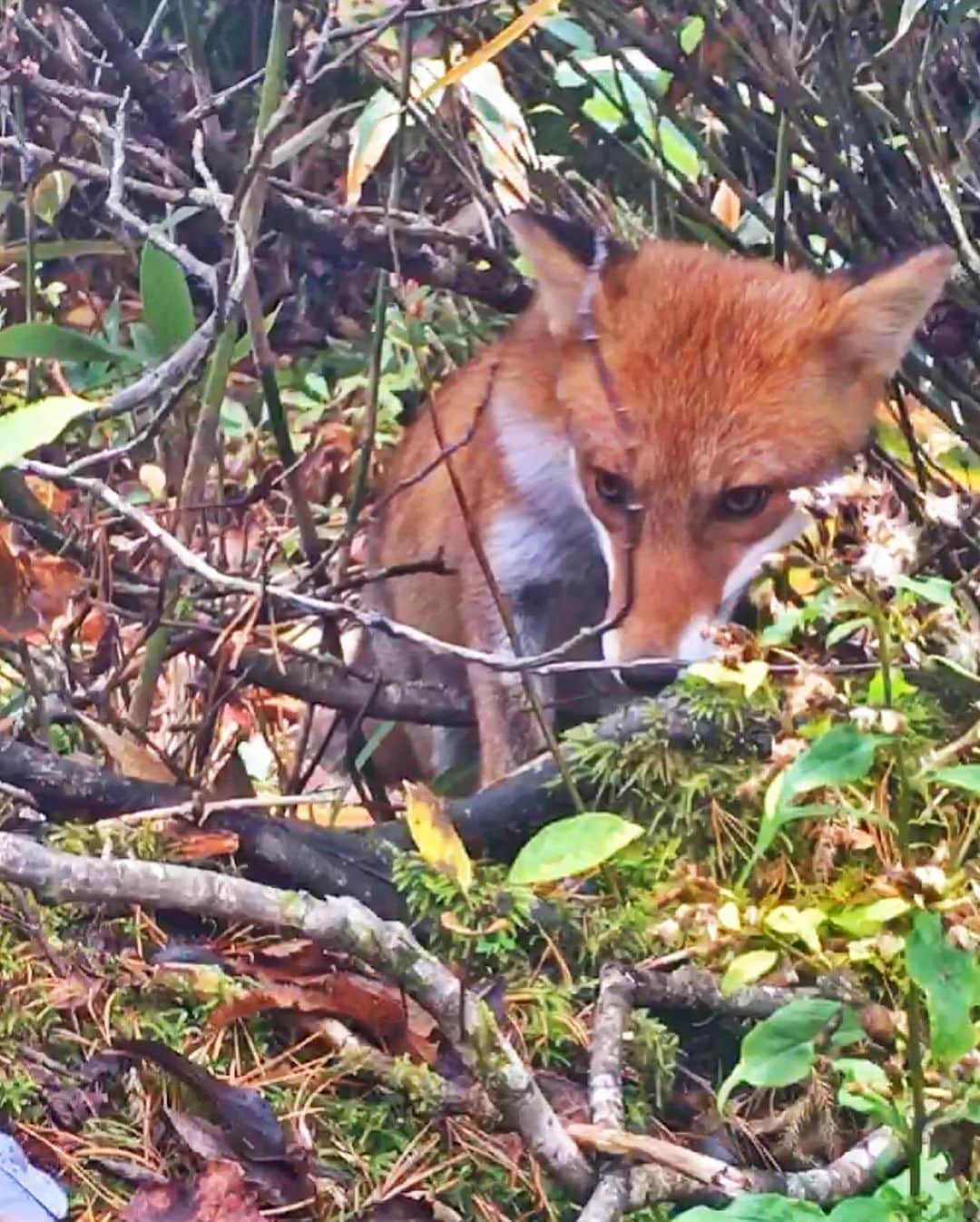 Rediscover Fukushimaさんのインスタグラム写真 - (Rediscover FukushimaInstagram)「Please name him/her in the comments!🦊💕  About a week ago I was hiking on Mt. Adatara and I saw this curious young fox running through the bushes. This fox was running along a small path parallel to the hiking trail, and if felt like we were being led somewhere. We ran to keep up but at a certain point we could not follow. 🍃🦊  Luckily I got my camera out just in time to capture them poke their head out onto the trail to investigate the humans. 🥰  In Japan there are a lot of folktales and legends about foxes. They are often linked to Shinto kami or spirits, sometimes serving as messengers. ✨⛩✨  Where do you think he was trying to take us? 🍂🌲⛩🌳🍃 What was his message? ✨✉️✨  Check out Mt. Adatara: https://fukushima.travel/blogs/enjoying-mt-adatara-in-autumn/73  ✨Want to see the full video of this little fox? I will be uploading it on our Facebook page soon so go ahead and follow “Travel Fukushima Japan” so you don’t miss it! 🦊✨  #fox #foxes #foxy #foxesofinstagram #japan #shinto #kami #spirits #forest #wild #wildlife #japantrip #fukushima #mtadatara #kuroganegoya #hiking #outdoors #outdoorslife #outdoorsy #handsome #cutie #mystical」10月27日 11時21分 - rediscoverfukushima