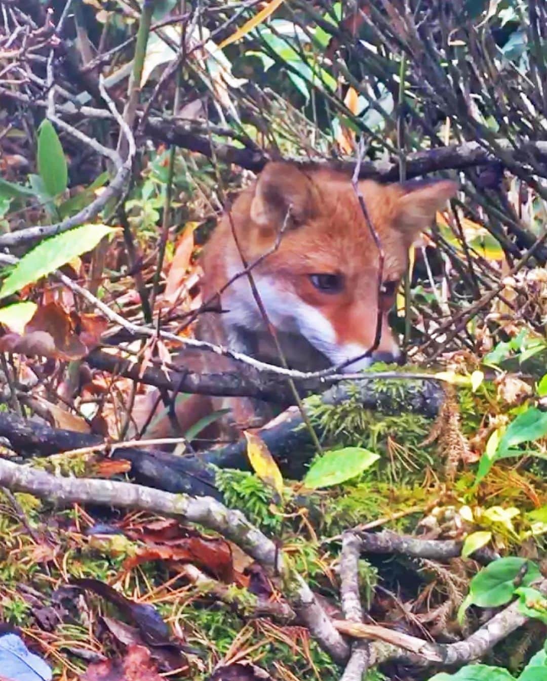 Rediscover Fukushimaさんのインスタグラム写真 - (Rediscover FukushimaInstagram)「Please name him/her in the comments!🦊💕  About a week ago I was hiking on Mt. Adatara and I saw this curious young fox running through the bushes. This fox was running along a small path parallel to the hiking trail, and if felt like we were being led somewhere. We ran to keep up but at a certain point we could not follow. 🍃🦊  Luckily I got my camera out just in time to capture them poke their head out onto the trail to investigate the humans. 🥰  In Japan there are a lot of folktales and legends about foxes. They are often linked to Shinto kami or spirits, sometimes serving as messengers. ✨⛩✨  Where do you think he was trying to take us? 🍂🌲⛩🌳🍃 What was his message? ✨✉️✨  Check out Mt. Adatara: https://fukushima.travel/blogs/enjoying-mt-adatara-in-autumn/73  ✨Want to see the full video of this little fox? I will be uploading it on our Facebook page soon so go ahead and follow “Travel Fukushima Japan” so you don’t miss it! 🦊✨  #fox #foxes #foxy #foxesofinstagram #japan #shinto #kami #spirits #forest #wild #wildlife #japantrip #fukushima #mtadatara #kuroganegoya #hiking #outdoors #outdoorslife #outdoorsy #handsome #cutie #mystical」10月27日 11時21分 - rediscoverfukushima