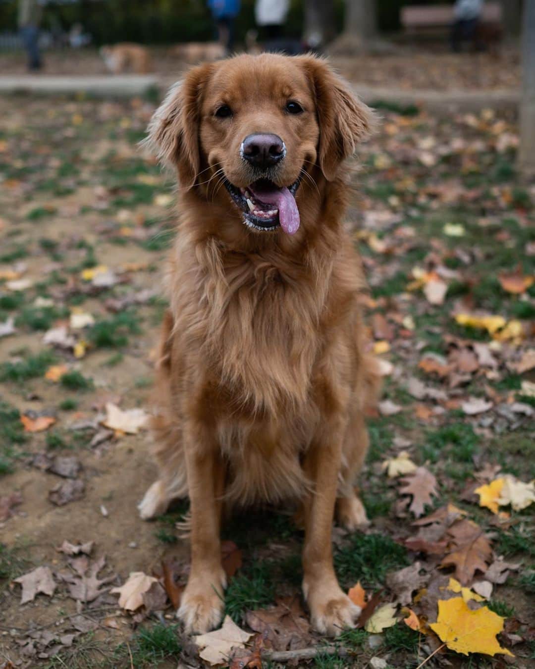 The Dogistさんのインスタグラム写真 - (The DogistInstagram)「Cali, Golden Retriever (3 y/o), Haverford Reserve Dog Park, Haverford, PA • “She ate a whole set of wooden blinds once. Destroyed them.”」10月27日 11時40分 - thedogist