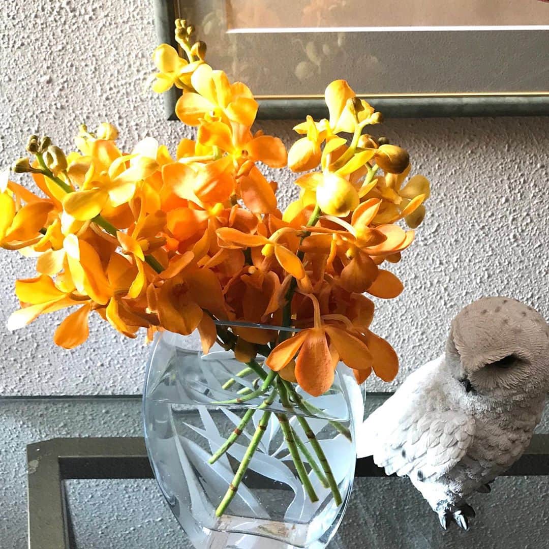 土屋眞弓のインスタグラム：「もうすぐハロウィン🎃だから？ お花オレンジ🧡🧡🧡  #flowers」