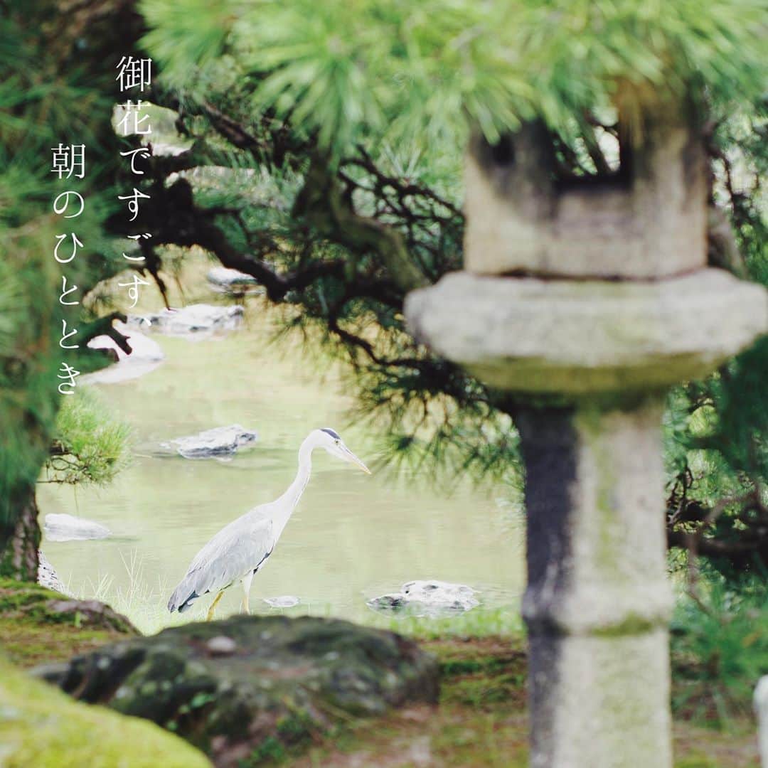 柳川藩主立花邸御花 | Yanagawa Ohanaのインスタグラム：「﻿ 御花ですごす、朝のひととき。﻿ ﻿ 柳川の朝はとても静かです。﻿ 御花は掘割に囲まれているため静寂につつまれ、この時期から冬にかけてお池で鴨が水遊びをしている姿を見ることができます。﻿ ﻿ 朝の光さす、文化財の建築物の美しさを愉しめるのは宿泊のお客様の特権です。﻿ ﻿ #柳川藩主立花邸御花﻿ #御花#柳川#ohana﻿ #yanagawa #fukuoka﻿ #立花家#歴史#御花の朝﻿ #ホテル朝食#旅館の朝食﻿ #朝ごはん#水辺のある暮らし﻿ #旅行#ホテル#料亭﻿ #料亭旅館#福岡旅館﻿ #日本料理#福岡料亭#柳川旅行﻿ #九州旅行#福岡旅行#文化財ホテル﻿ #文化財旅館#国指定名勝﻿ #日本庭園#お庭」