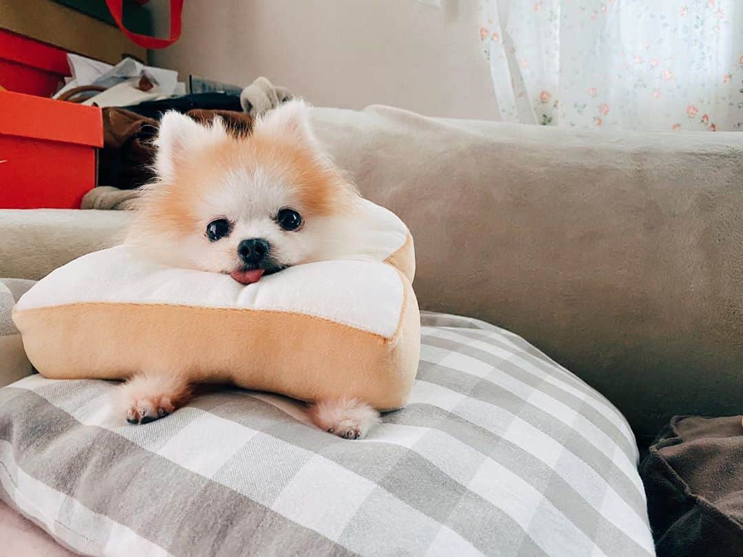 r_oseのインスタグラム：「🍞🍞🍞〰️」