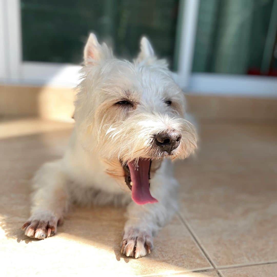 Hoykong&Plamuekのインスタグラム：「Good morning #plamuek_westies #hkpm」