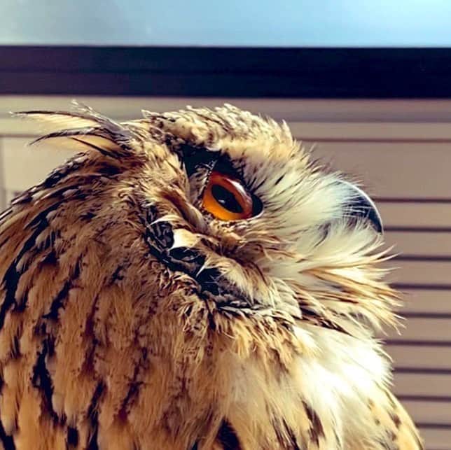 GEN3 Owlのインスタグラム：「何を見てるの？ / What do you see? #owl #owlgaru」