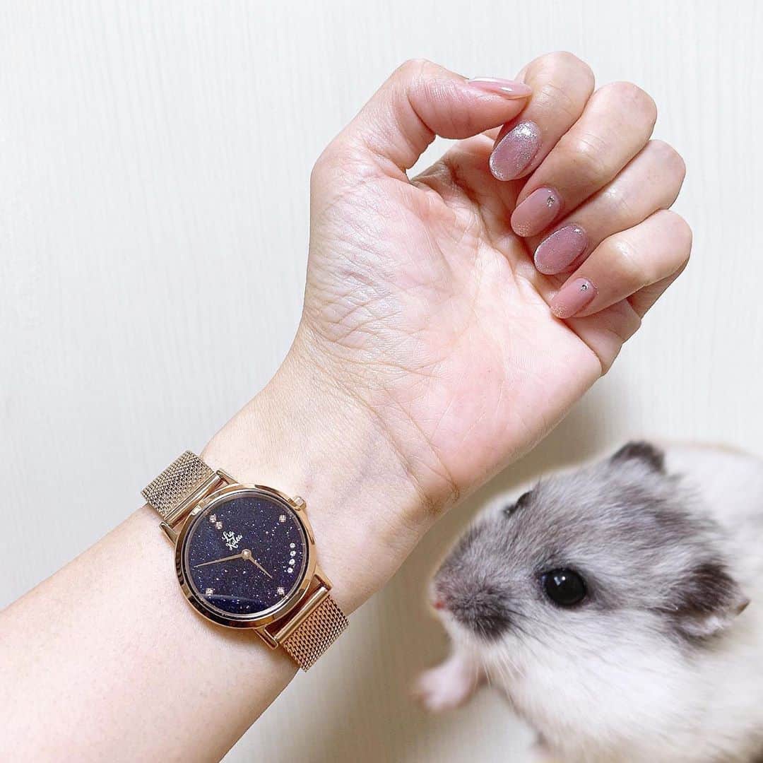 hamster_mocoさんのインスタグラム写真 - (hamster_mocoInstagram)「【 PR⠀】 秋色の時計カッコイイでち🍁⌚👀✨ ･ リアクレアさん @liakulea_japan  の素敵な腕時計のモニターをさせて頂きました🐹🍁⌚✨ ･ 星空のような黒のキラキラフェイスが秋のファッションにもピッタリです😚 ･ ✨10%OFFクーポンコード✨ 「asahija」 ※本日より1年間有効です。ぜひご利用ください☺️💫 ･ #腕時計 #liakulea #腕時計 #時計 #腕時計倶楽部 #手元倶楽部#リアクレア #ハムスターふく#ハムスター#ジャンガリアンハムスター#ジャンガリアン#パイドハムスター#パイドジャンガリアン#ジャンガリアンパイド#ハムスタグラム #hamster#djungarian#hamstagram#hammy#happy_pets#PET_OF_OUR_WORLD#igersjp#ig_japan#instapet#weeklyfluff#kawaii#cute#仓鼠#정글리안#햄스터」10月27日 12時56分 - asahi.fl