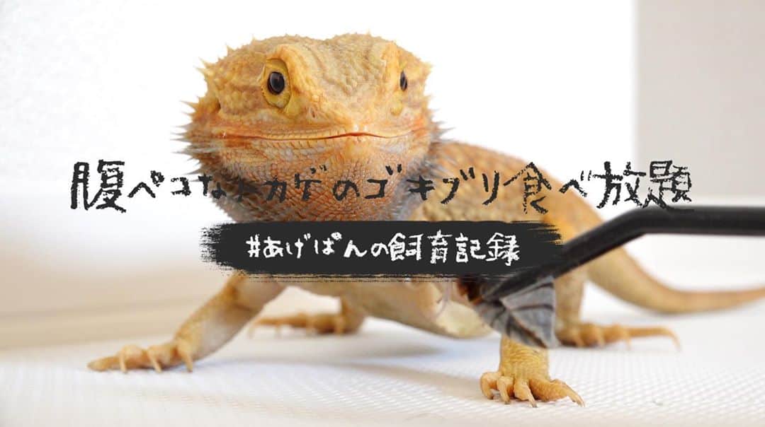 まっすーさんのインスタグラム写真 - (まっすーInstagram)「今日の動画できた〜！！サムネ可愛くないですか！！！！ #爬虫類 #ペット #フトアゴ #トカゲ #フトアゴヒゲトカゲ #reptiles #youtube」10月27日 13時27分 - massuchannel