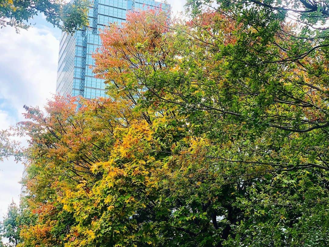 立花サキさんのインスタグラム写真 - (立花サキInstagram)「葉っぱが色付いてきた🍁﻿ ﻿ ﻿ ﻿ 本日もGSTV オンエアーでした💍﻿  ご視聴ありがとうございました♡﻿ ﻿ ﻿ #autumn #秋 #紅葉」10月27日 13時38分 - tachibanasakichaso