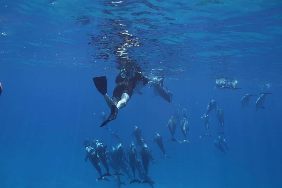 And Youさんのインスタグラム写真 - (And YouInstagram)「“All our dreams can come true, if we have the courage to pursue them.”  – Walt Disney  . . . . .  #sealife #staysalty #underwaterphotography #water_of_our_world #padi #madeofocean #adventureculture #saveouroceans #offshore #bg_underwater #freedive #divedeep #underwaterworld #snorkelaroundtheworld #uwphotography #fishesofinstagram #underwaterphoto #saltnomads #outsideculture #underwaterpig #waterandlight #divetosurvive #meistershots  #hawaiian #hawaiiunchained #hawaiilife #nakedhawaii #hawaiistagram #hawaiitag」10月27日 13時45分 - dolphinsandyou