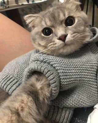 Aww Clubのインスタグラム